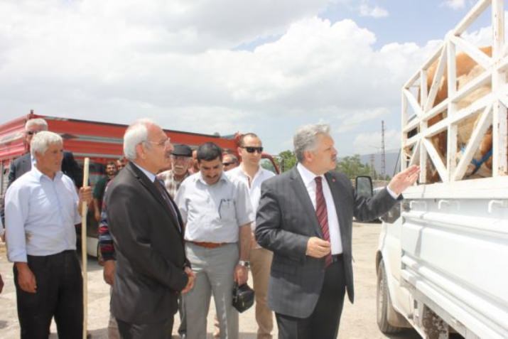 Damızlık Boğalar Kurayla Çiftçilere Dağıtıldı